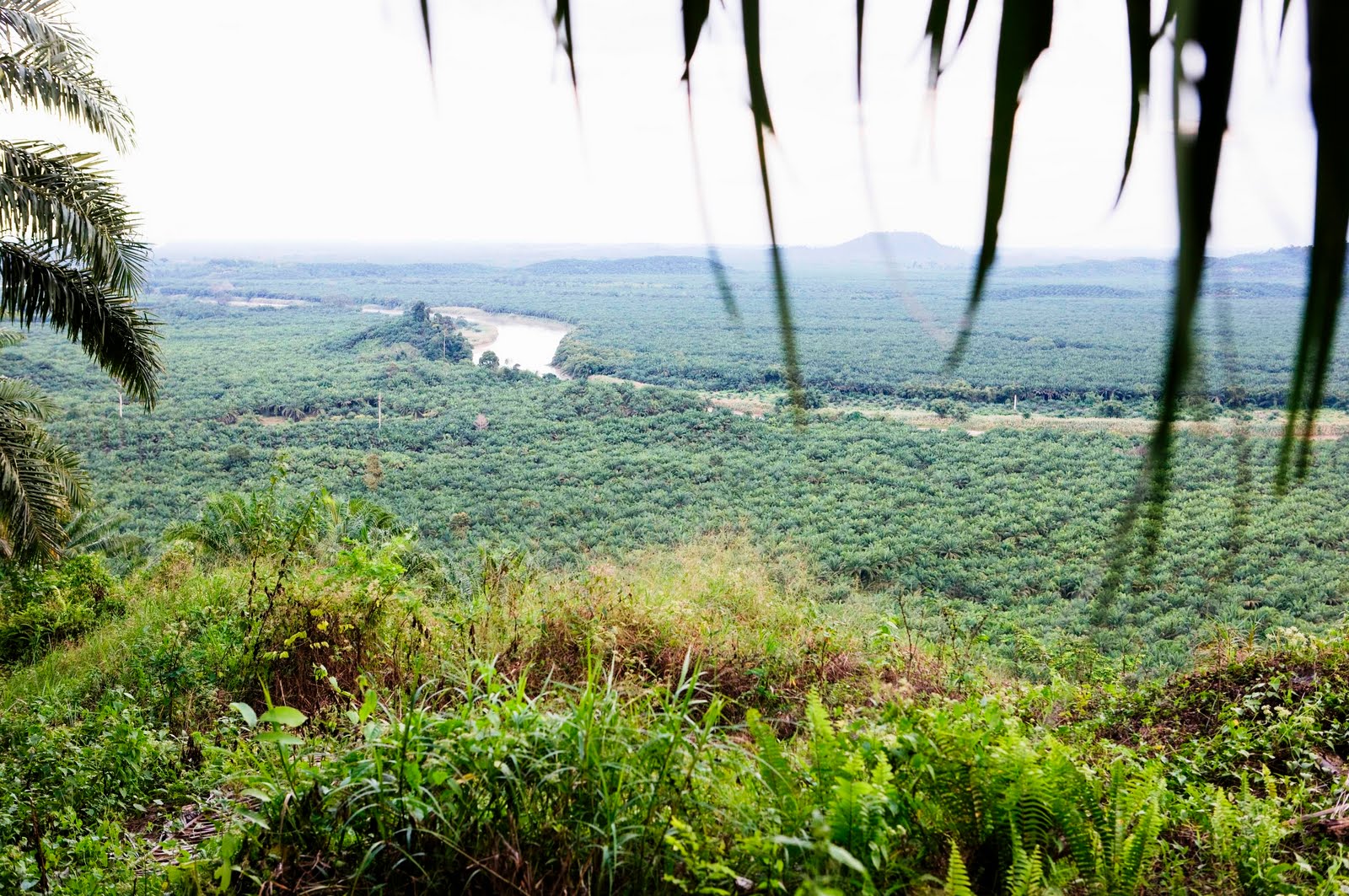 65b23-palmuc3b6ljyplantaasi_nesteoil_kuvagalleria