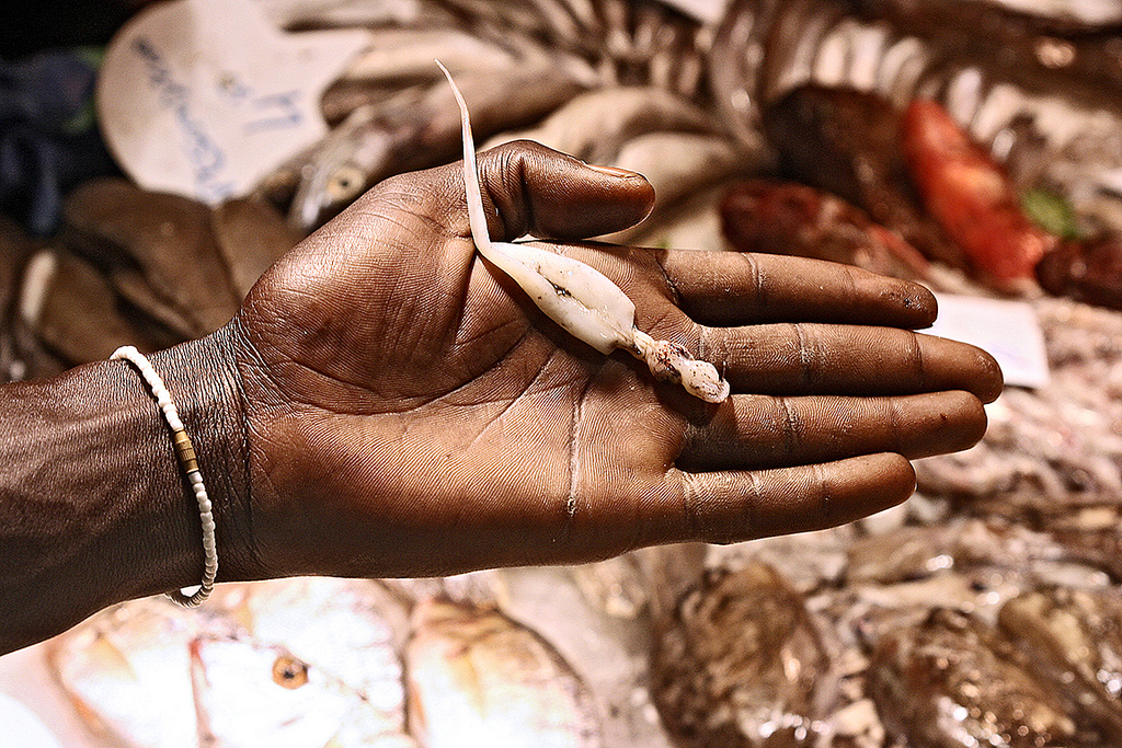 99379-pikkusintti-alin-kc3a4dellc3a4-bcn-kalamarketilla_kukkaranta