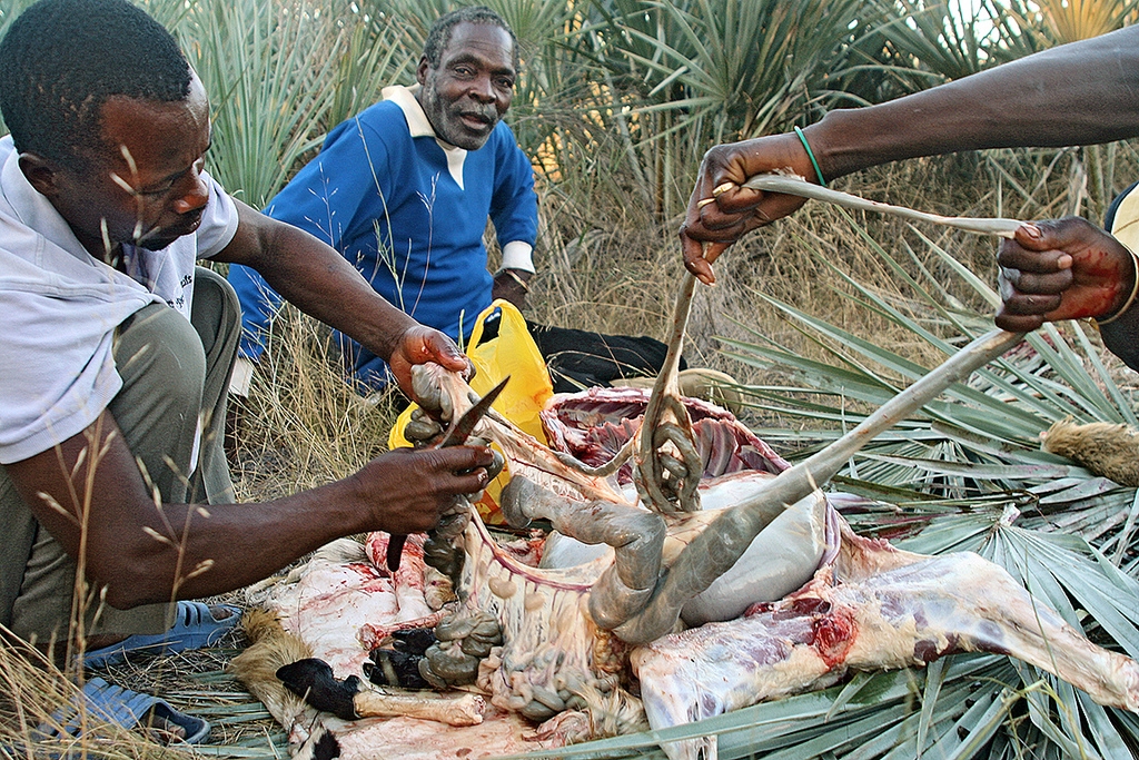 ac7d3-catine3-kukkaranta