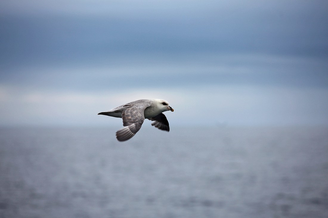 arktinenlokki3-kukkaranta-web