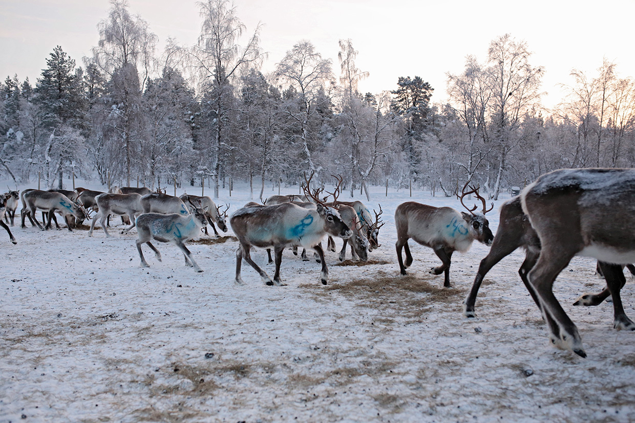 MuddusjarvenPaliskunta-Inari012018-KukkaRanta-web